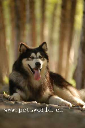 ˹ѩȮ Alaskan Malamute 