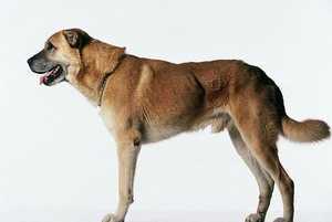 ͼȮ Anatolian Shepherd 