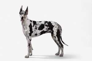 Ȯ Great Dane 