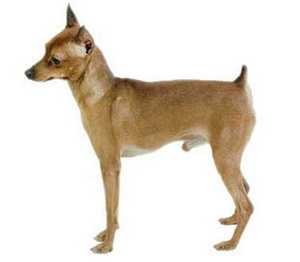 ¹ɯȮ German Pinscher