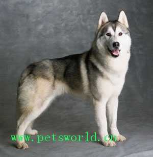 ѩȮ Siberian Husky