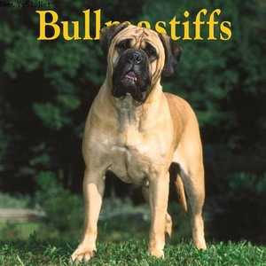 ţʿȮ Bullmastiff 