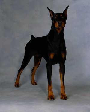 űȮ|Doberman|Pinscher