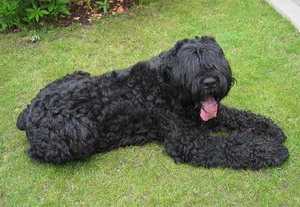 ڶ˹ Black Russian Terrier