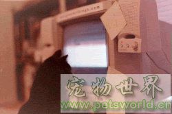 点此在新窗口浏览图片