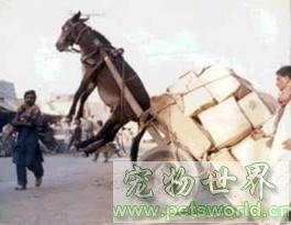 点此在新窗口浏览图片