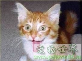 点此在新窗口浏览图片
