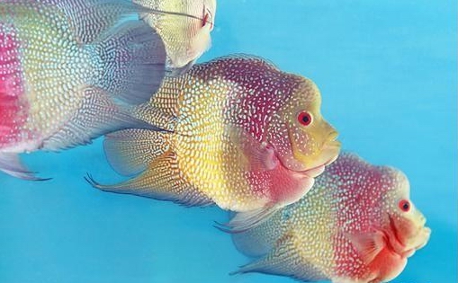 点此在新窗口浏览图片