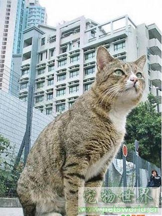 点此在新窗口浏览图片