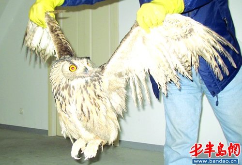 点此在新窗口浏览图片