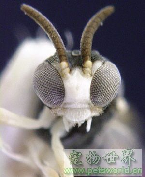 ´ͼƬ