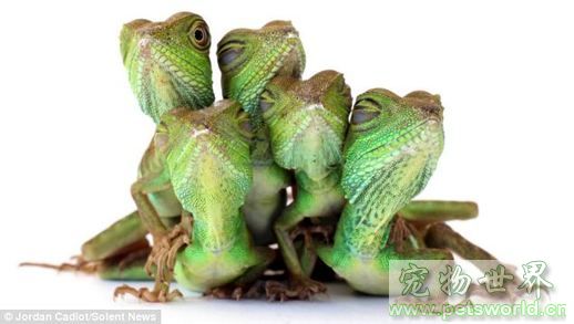 点此在新窗口浏览图片