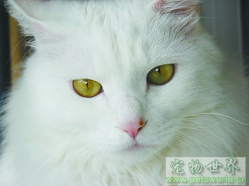 点此在新窗口浏览图片