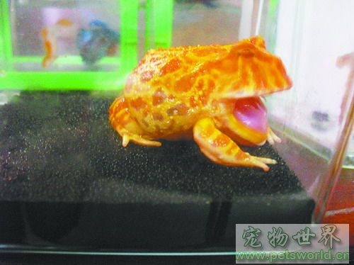 点此在新窗口浏览图片
