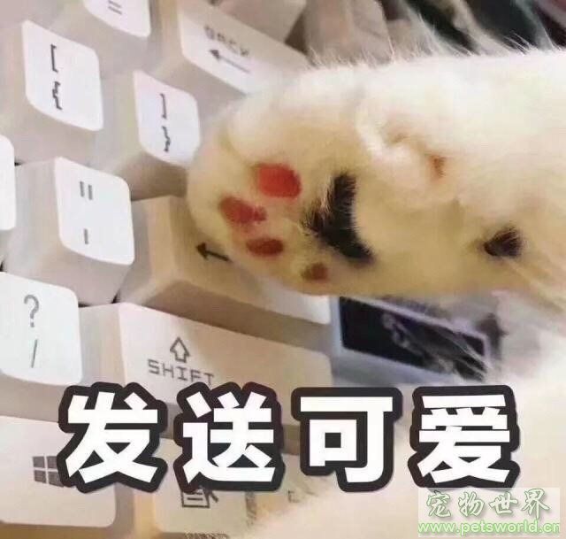 点此在新窗口浏览图片
