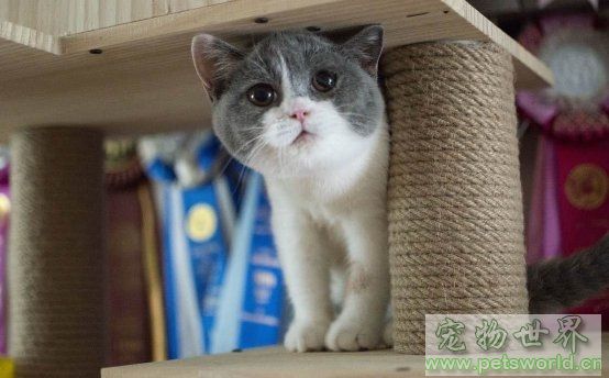 点此在新窗口浏览图片