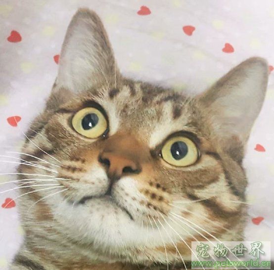 点此在新窗口浏览图片
